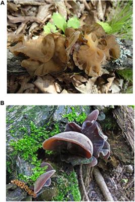 Research progress of Auricularia heimuer on cultivation physiology and molecular biology